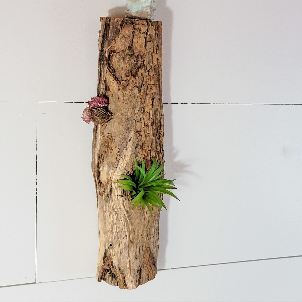 Natural Driftwood Wall Hanging Air Plant Holder Rustic Reclaimed Wood Decor